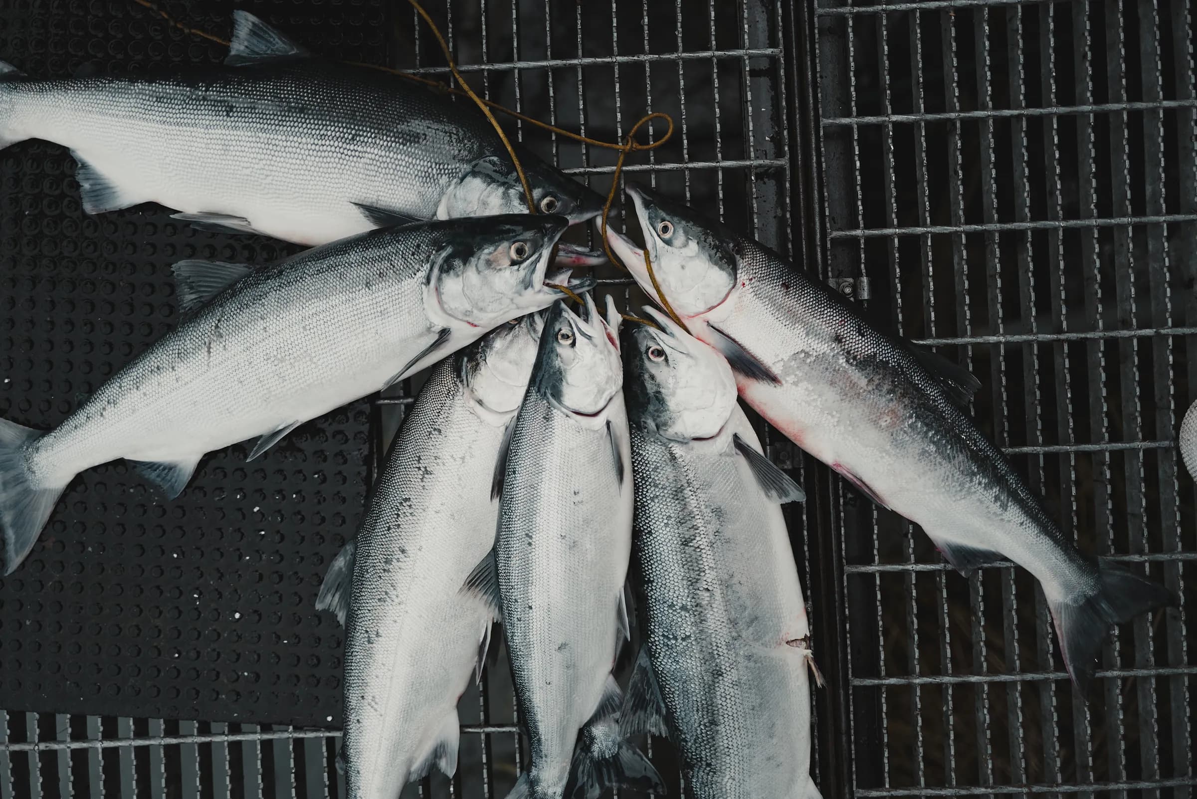 Six silver sockeye salmon laid across a wet steel dock grate
