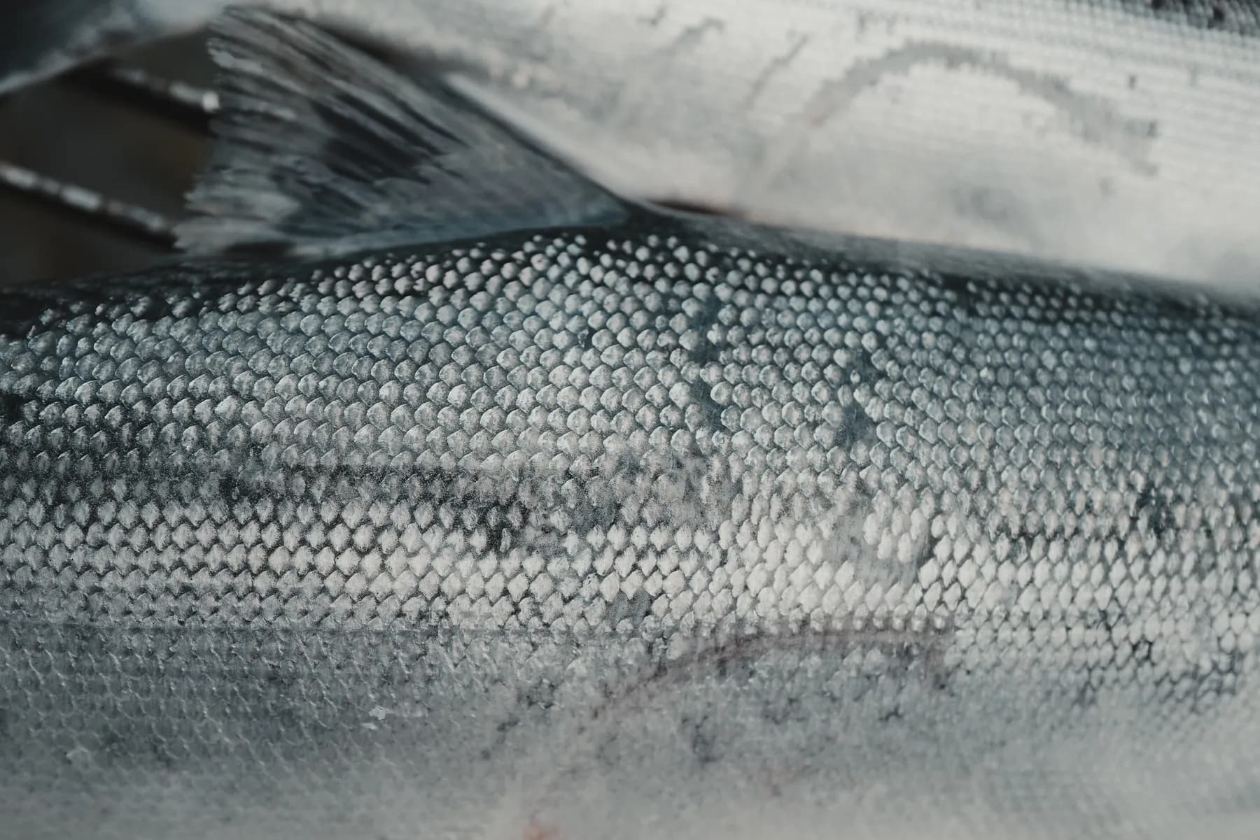Close detail of the silver scales along the flank of a salmon