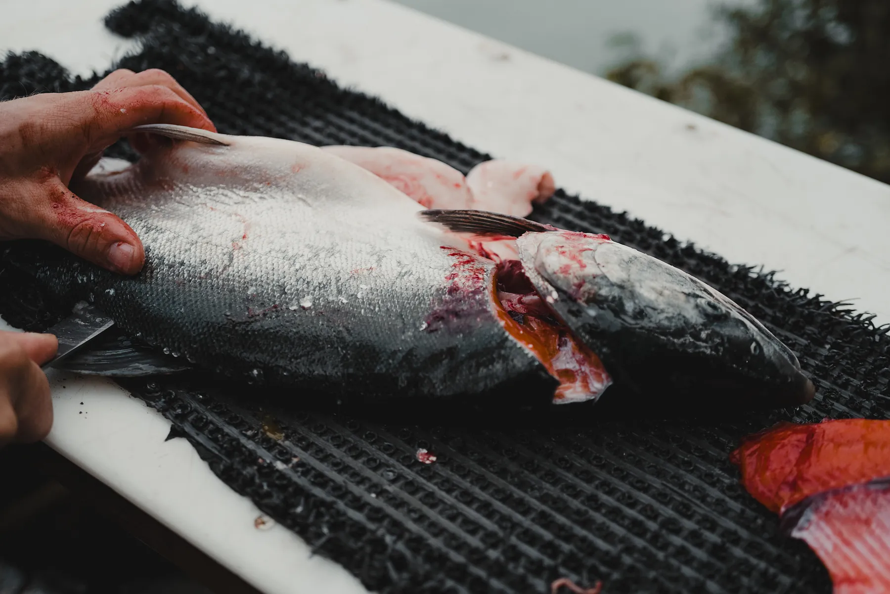Hands opening a salmon with a knife on a white cleaning table