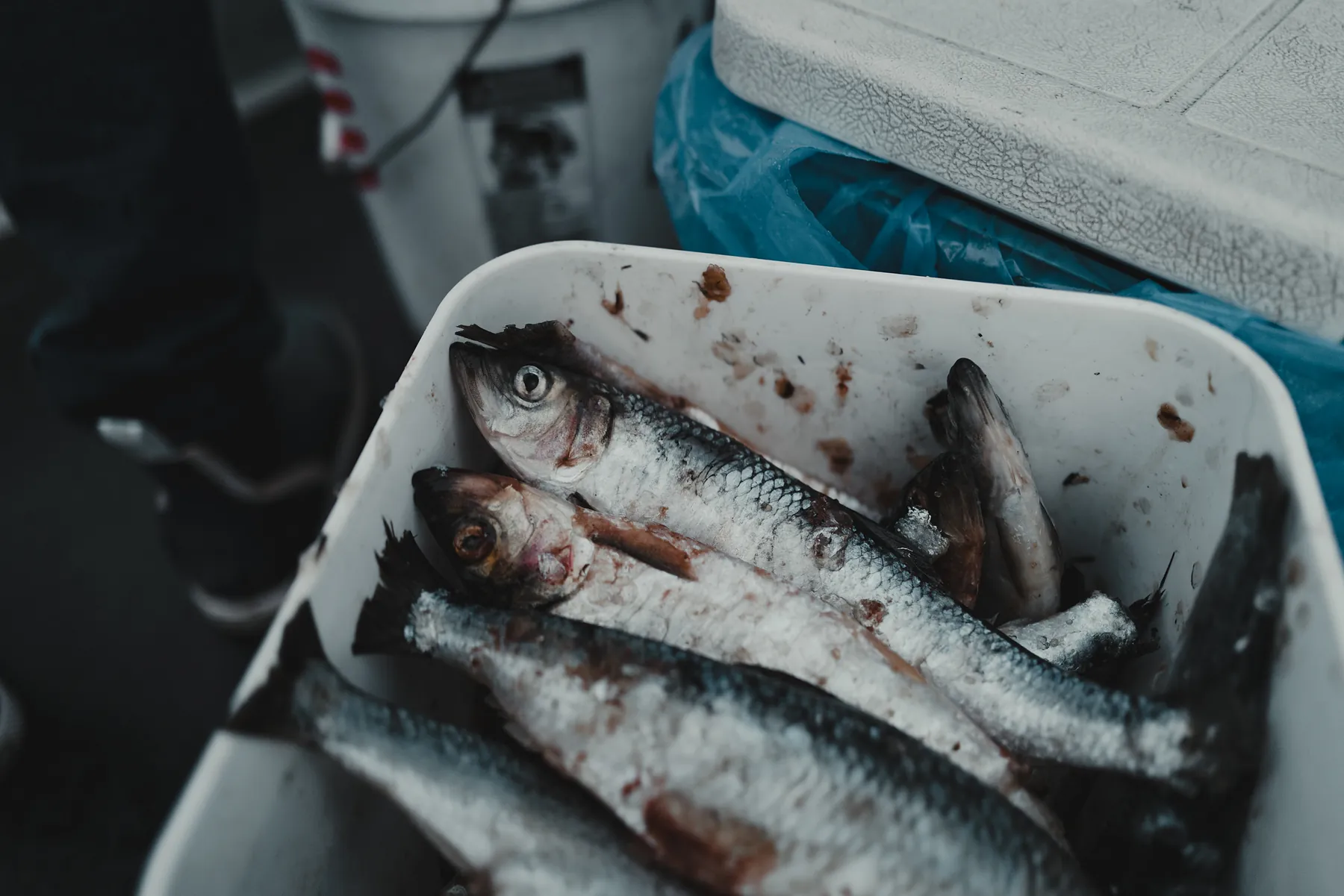 Cut herring bait lying in a white plastic tray on a boat deck