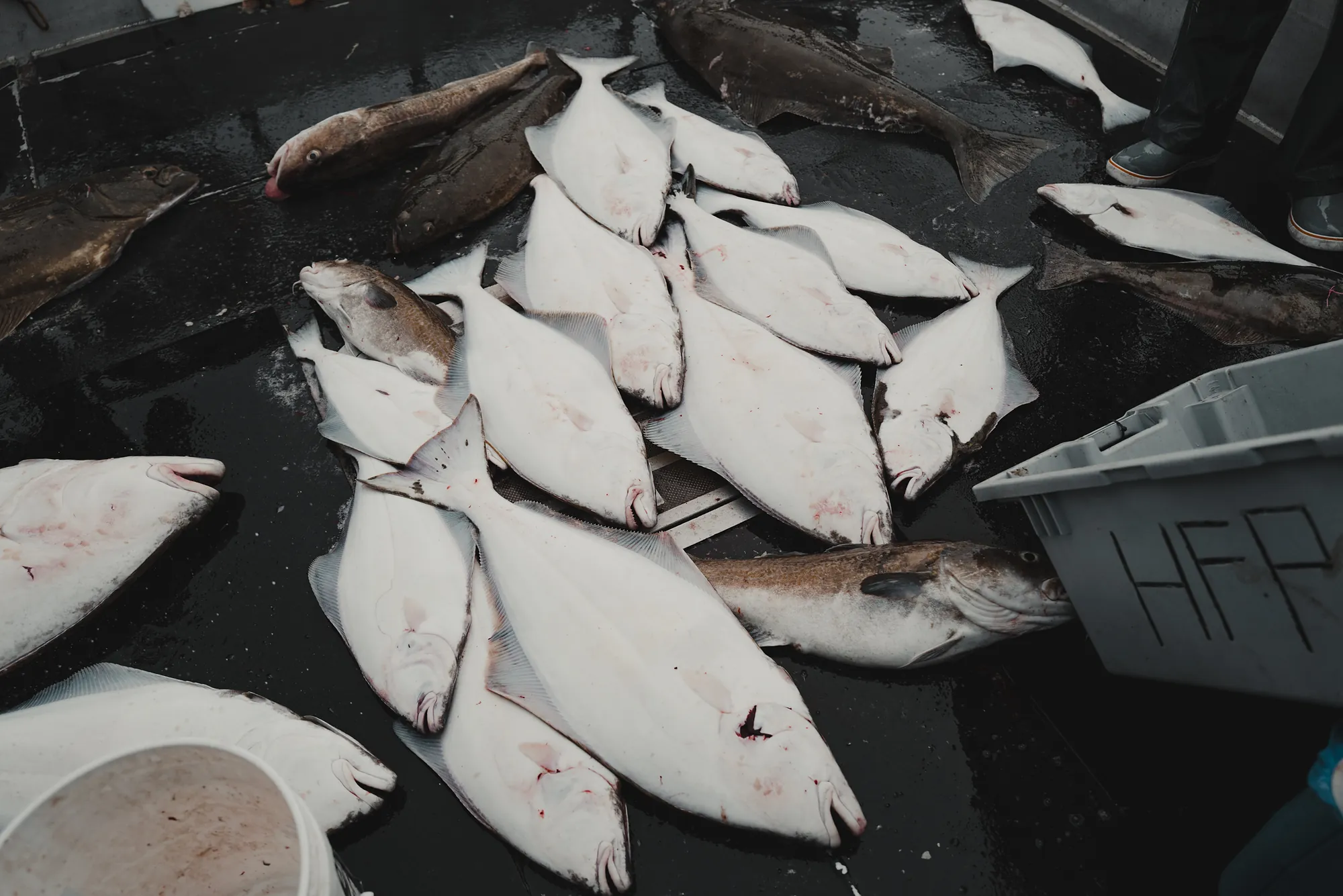 Pale halibut laid out across a wet dark boat deck