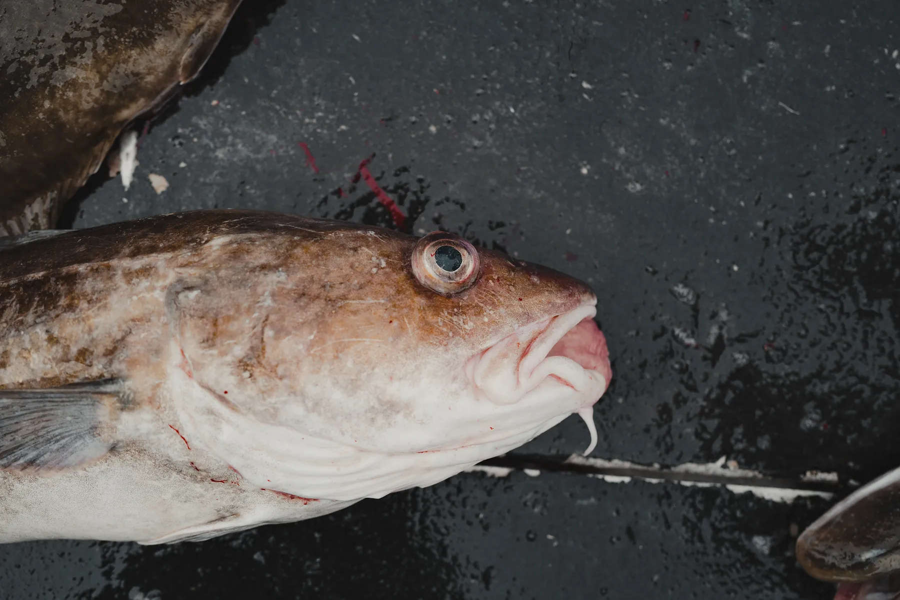 Close view of a large-eyed bottom fish lying on a wet dark deck