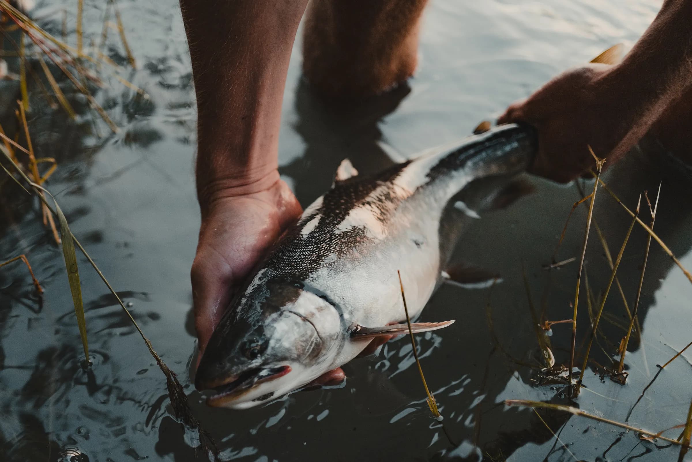 Hands lowering a spotted Dolly Varden char back into shallow river water in daylight