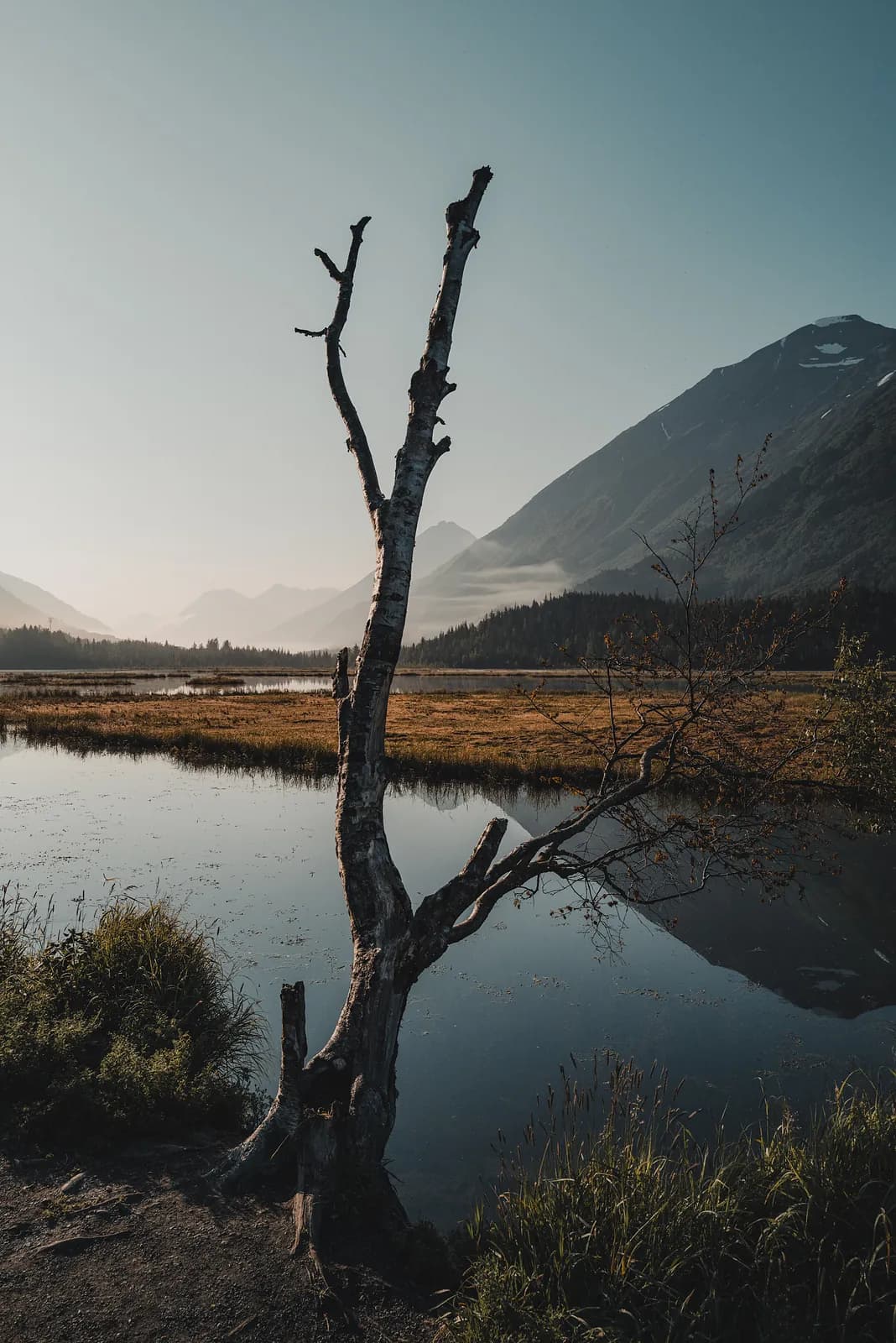 A bare dead tree standing in a still lake with hazy mountains behind