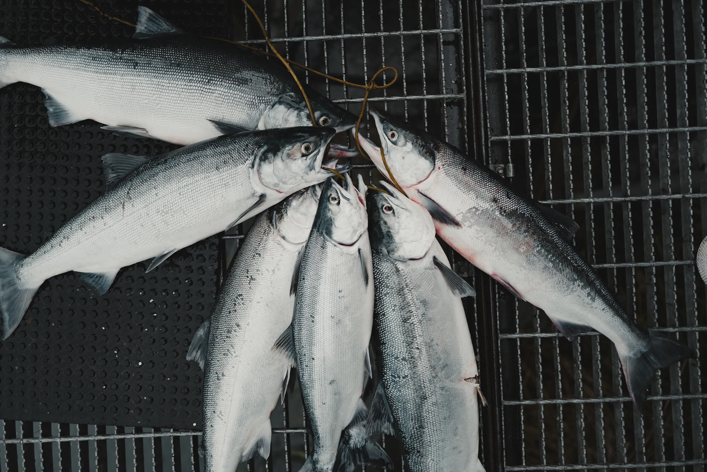 Six silver sockeye salmon laid across a wet steel dock grate