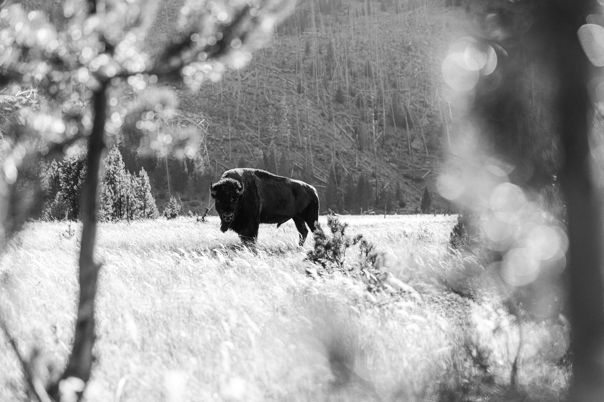 Lone bison crossing an open plain